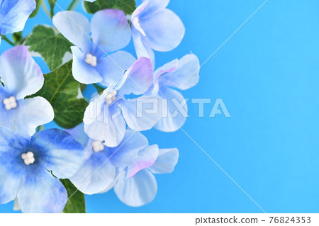 hydrangea hydrangea 76824353