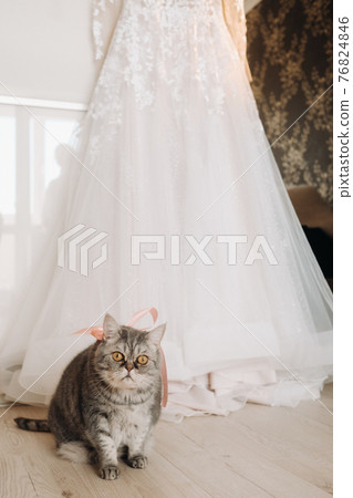 fluffy gray house cat sits on the floor near the wedding dress of the house fluffy gray house cat sits on the floor near the wedding dress of the house 76824846