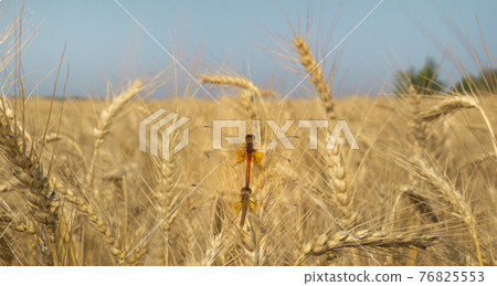 Ripe wheat with dragonfly sitting on the ear. 76825553