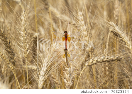 Ripe wheat with dragonfly sitting on the ear. 76825554