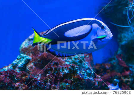 Blue tang surgeonfish close-up, popular tropical aquarium pet and red sea, exotic fish from the pacific ocean 76825908