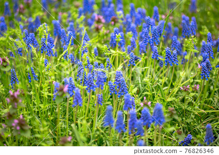 Blue muscari in a spring meadow. 76826346
