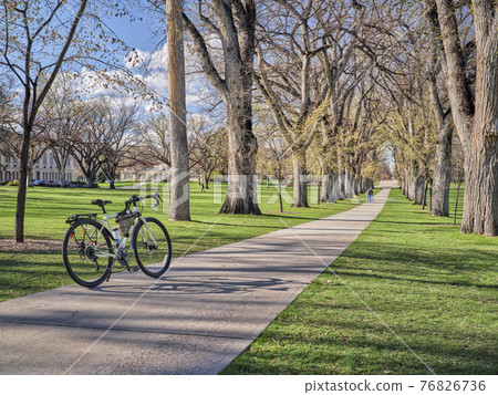 Allee of old American elm trees with bicycle 76826736