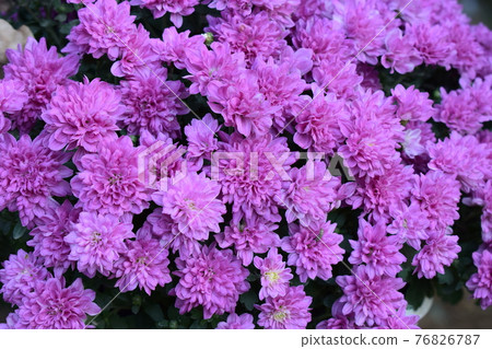 Purple chrysanthemum flowers Purple chrysanthemum flowers 76826787