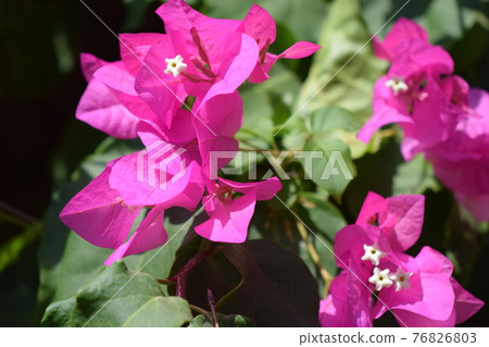 Bougainvillea flowers texture and background. Red flowers of bougainvillea tree. Bougainvillea flowers texture and background. Red flowers of bougainvillea tree. 76826803