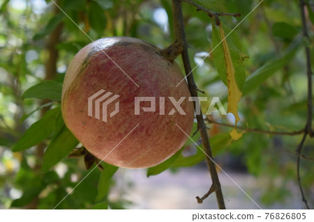 Pomegranate fruit on tree branch in the garden. Colorful image with place for text, close up. 76826805