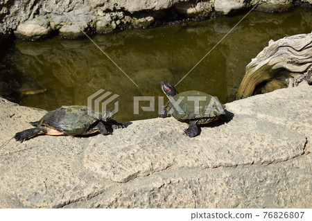 Group turtles in the sun on pond Group turtles in the sun on pond 76826807