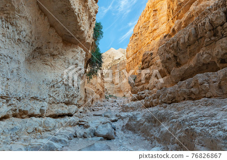 canyon of the OG riverbed at dawn 76826867