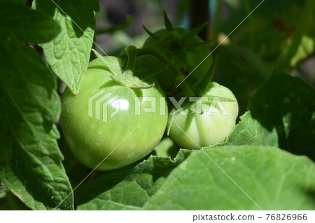 Green tomatoes. Agriculture concept. 76826966