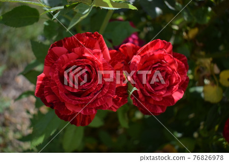 Marble red rose flowers, in full bloom 76826978