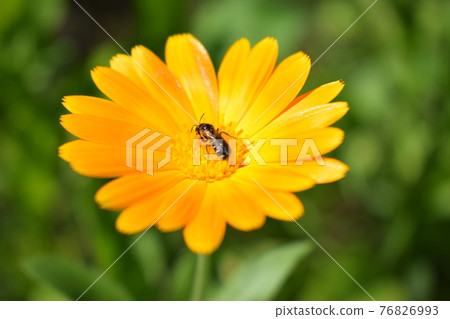 Calendula flower on summer day. Closeup medicinal flower herb for tea or oil, Calendula flower on summer day. Closeup medicinal flower herb for tea or oil, 76826993