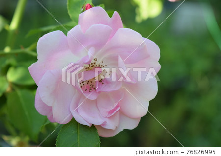 Colorful, beautiful, delicate rose in the garden Colorful, beautiful, delicate rose in the garden 76826995