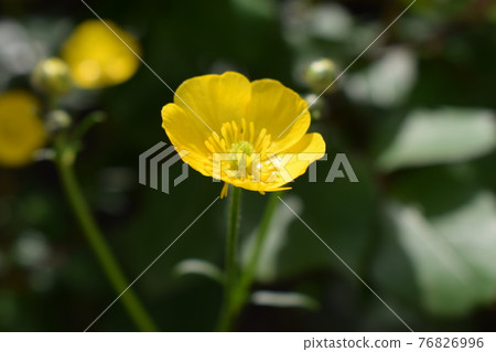 Close up of a yellow Meadow Buttercup flower. Also known as a Common, Giant, and Tall Buttercup. 76826996