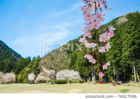 武田地區的垂枝櫻花【竹倉部廣場】 76827086
