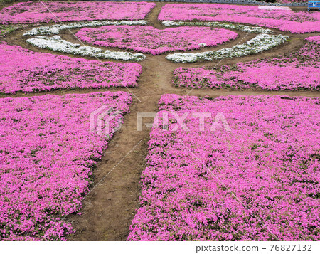 Ichiriyama Shibazakura Large white heart mark Uranomyo, Takaoka-cho, Miyazaki City, Miyazaki Prefecture 76827132
