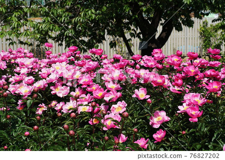 牡丹芍藥 牡丹芍藥 76827202