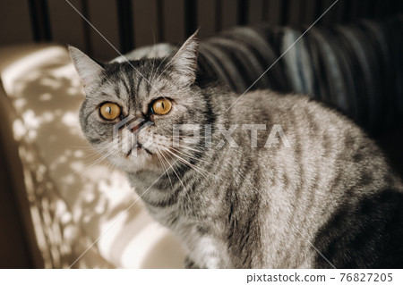 fluffy grey house cat sitting on the couch 76827205