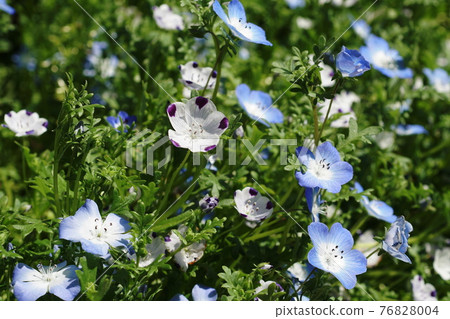 Nemophila Nemophila 76828004