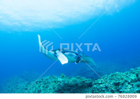 Manta Manta 76828009