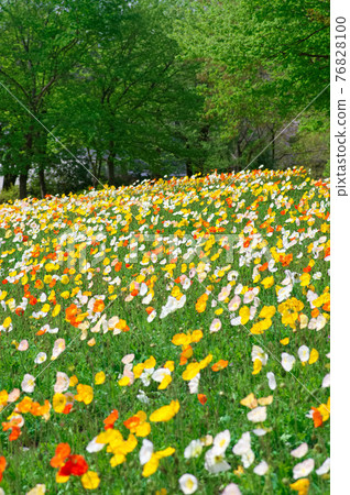 Spring flower poppy Spring flower poppy 76828100
