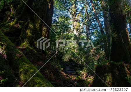 Yakushima Silence Forest Yakushima Silence Forest 76828397