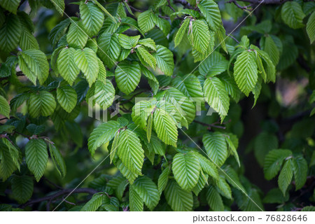 closeup of hornbeam leaves in hedge at spring closeup of hornbeam leaves in hedge at spring 76828646