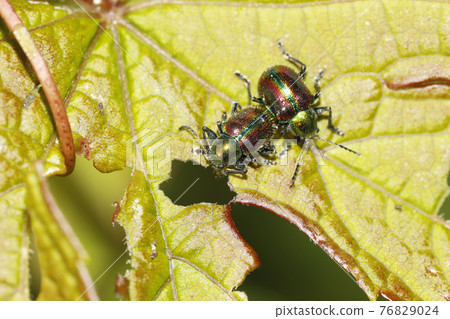 Red leaf beetle Red leaf beetle 76829024