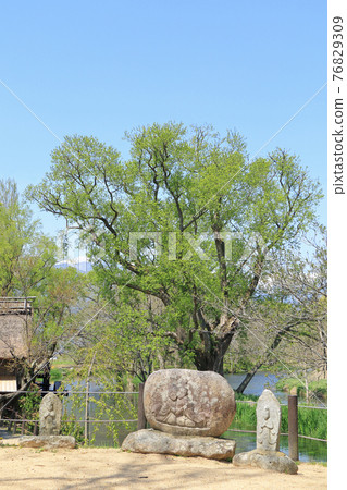 Azumino Wasabida's ancestor Azumino Wasabida's ancestor 76829309