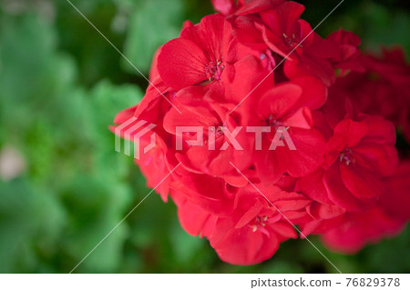 深紅色的Zeanum 深紅色的Zeanum 76829378