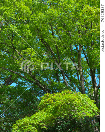 [Tokyo, April 2021] Fresh green natural scenery of Arisugawanomiya Park 76829387