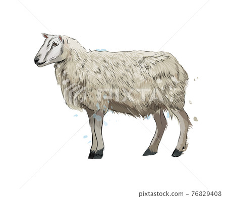 Sheep from a splash of watercolor, colored drawing, realistic 76829408
