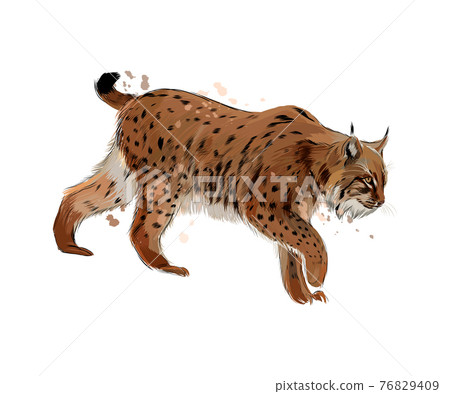 Lynx from a splash of watercolor, colored drawing, realistic 76829409