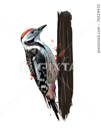 Woodpecker From A Splash Of Watercolor Colored Stock Illustration 76829410 Pixta