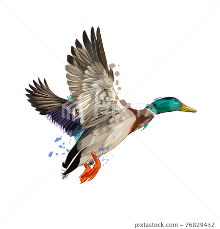 Duck from a splash of watercolor, colored drawing, realistic Duck from a splash of watercolor, colored drawing, realistic 76829432