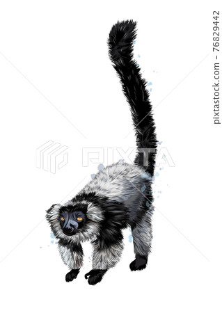 Black sclater lemur from a splash of watercolor, colored drawing, realistic 76829442