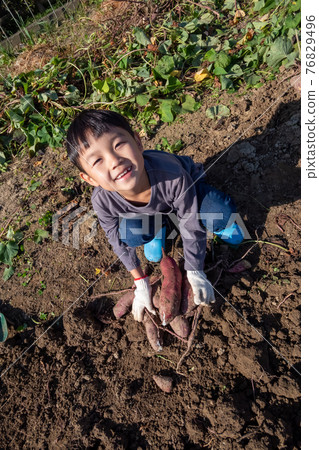 Potatoes 76829496