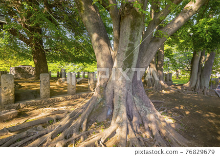 鮮綠七層寶塔武藏國分寺銀杏樹公園樹根 76829679