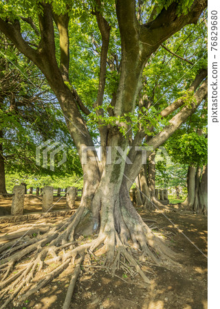 鮮綠七層寶塔武藏國分寺銀杏樹公園樹根 76829680