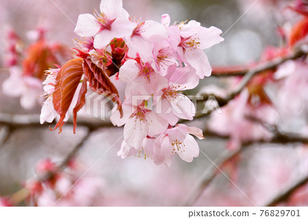 野生烏鴉 76829701