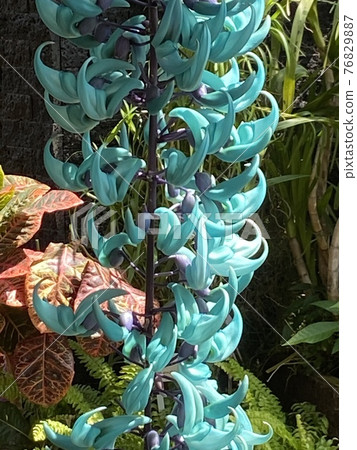 金銀花 金銀花 76829887