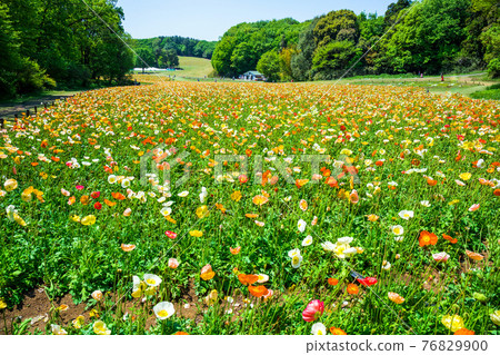 Iceland poppy and forest Iceland poppy and forest 76829900