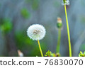 Dandelion fluff 76830070