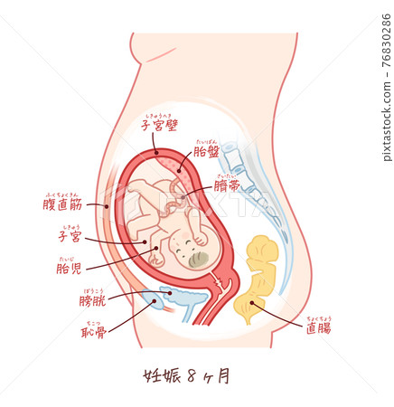 胎兒生長（妊娠 8 個月）與文本 76830286