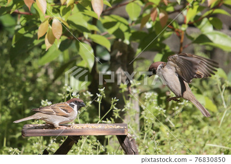 麻雀飛行圖 76830850