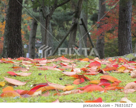 奈良的秋葉 落葉在草坪上 76831027
