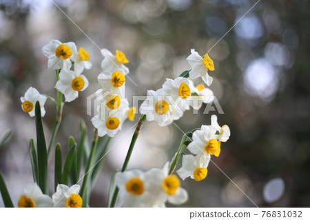 Horizontal photo of daffodils blooming in the sunlight in nature 76831032