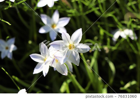白花似星星（花蒜） 76831060