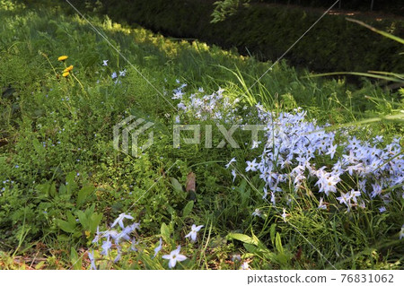 Spring roadside, flower garlic and dandelions 76831062