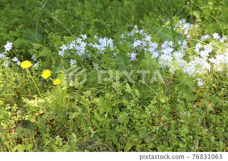 春天路邊，花大蒜和蒲公英 76831063