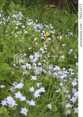 Spring roadside, flower garlic and dandelions Spring roadside, flower garlic and dandelions 76831073